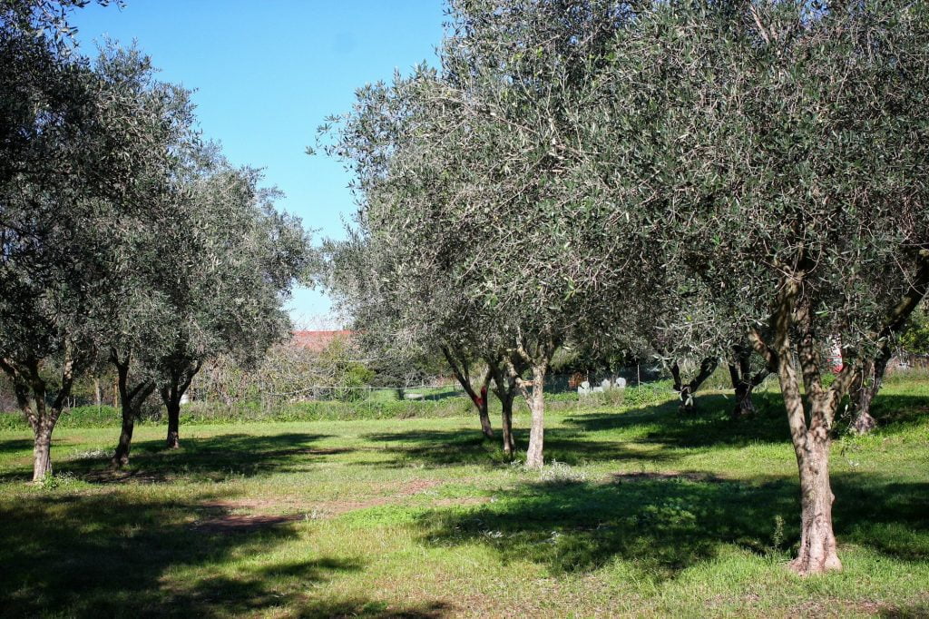 Olive trees